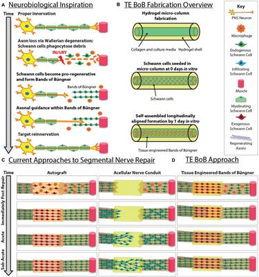 Tissue Engineered Bands of Büngner for Accelerated Motor and Sensory Axonal Outgrowth